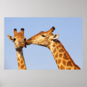 Giraffe Kiss Poster (Vorne)