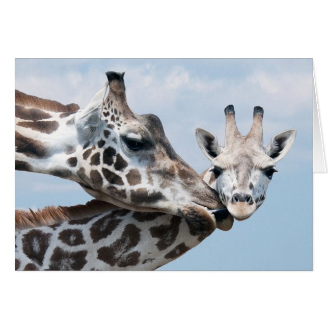 Giraffe Kisses Ihr Calf (Vorderseite (Horizontal))