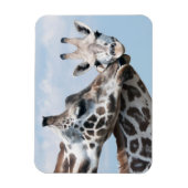 Giraffe Kisses Ihr Calf Magnet (Vertikal)
