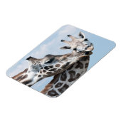 Giraffe Kisses Ihr Calf Magnet (Linke Seite)