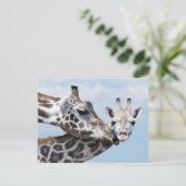 Giraffe Kisses Ihr Calf Postkarte (Stehend Vorderseite)