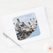 Giraffe Kisses Ihr Calf Quadratischer Aufkleber (Umschlag)