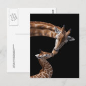Giraffe Kisses Postcard Postkarte (Vorne/Hinten)