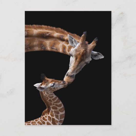 Giraffe Kisses Postcard Postkarte (Vorderseite)