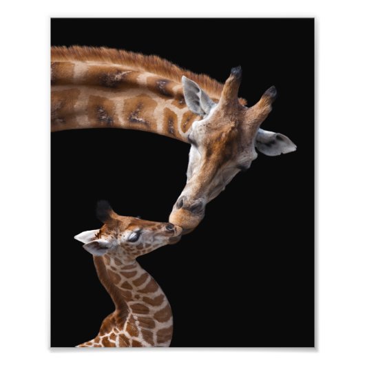 Giraffe Kisses Print Fotodruck (Vorne)