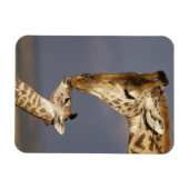 Giraffe Kissing Baby Giraffe Magnet (Horizontal)