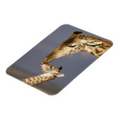 Giraffe Kissing Baby Giraffe Magnet (Linke Seite)