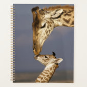 Giraffe Kissing Baby Giraffe Planer (Vorderseite)