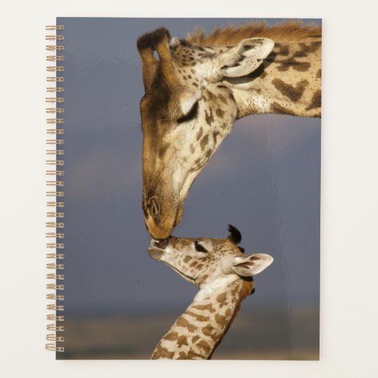 Giraffe Kissing Baby Giraffe Planer (Vorderseite)