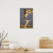 Giraffe Kissing Baby Giraffe Poster (Küche)