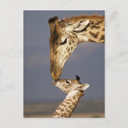 Giraffe Kissing Baby Giraffe Postkarte (Vorderseite)