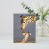 Giraffe Kissing Baby Giraffe Postkarte (Stehend Vorderseite)
