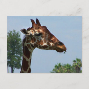 Giraffe Kopf gegen blaues Himmelsfoto Postkarte