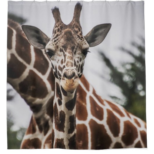 Giraffe, Kopf Giraffe, Pelzabdruck Afrikanisches T Duschvorhang (Vorderseite)