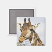 Giraffe, Krüger-Nationalpark, Südafrika Magnet (Vorderseite/Rückseite)