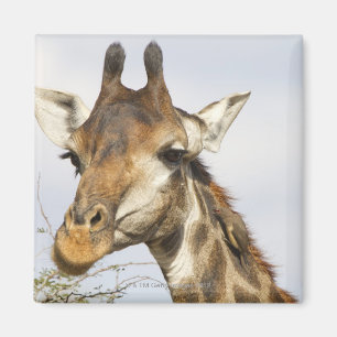 Giraffe, Kruger Nationalpark, Südafrika Magnet