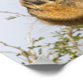 Giraffe, Krüger-Nationalpark, Südafrika Poster (Ecke)