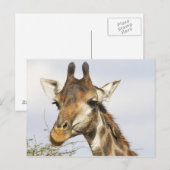 Giraffe, Krüger-Nationalpark, Südafrika Postkarte (Vorne/Hinten)