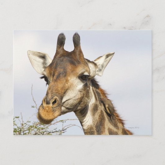 Giraffe, Krüger-Nationalpark, Südafrika Postkarte (Vorderseite)
