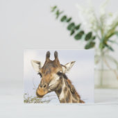 Giraffe, Krüger-Nationalpark, Südafrika Postkarte (Stehend Vorderseite)