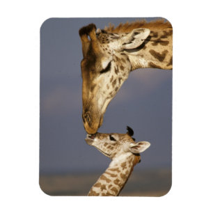 Giraffe küßt Baby-Giraffe Magnet