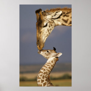 Giraffe küßt Baby-Giraffe Poster