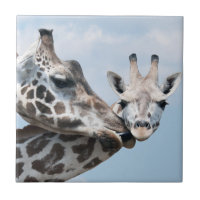 Giraffe küsst ihr Kalb