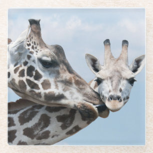 Giraffe küsst ihr Kalb Glasuntersetzer