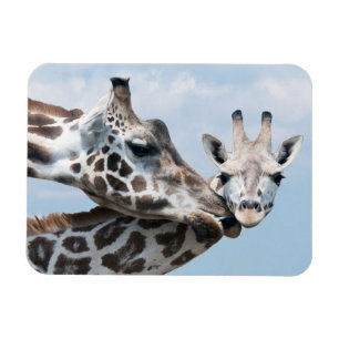 Giraffe küsst ihr Kalb Magnet
