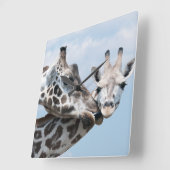 Giraffe küsst ihr Kalb Quadratische Wanduhr (Winkel)
