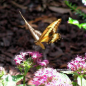 Giraffe Leinwanddruck