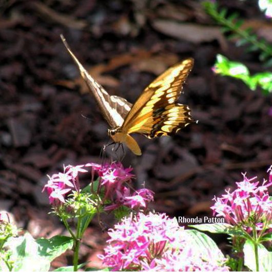 Giraffe Leinwanddruck