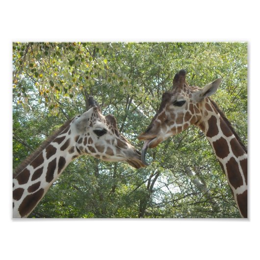Giraffe-Liebe Fotodruck (Vorne)