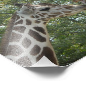Giraffe-Liebe Fotodruck (Ecke)