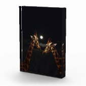 Giraffe Liebe im Mondschein, Fotoblock (Rechts)