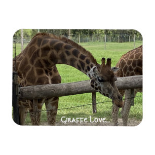 Giraffe Liebe... Magnet