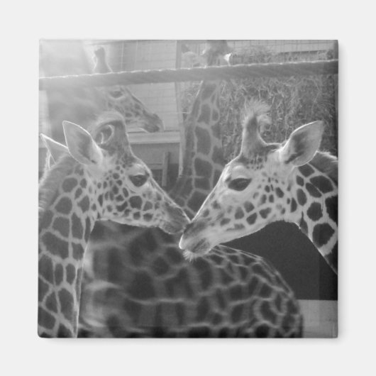 Giraffe-Liebe Magnet (Vorne)