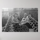Giraffe-Liebe Poster (Vorne)