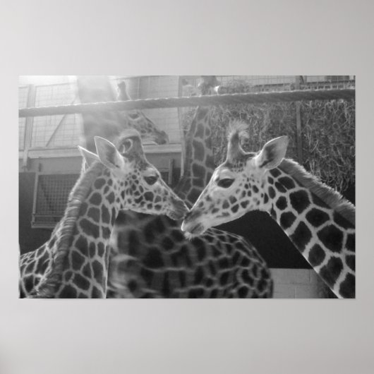 Giraffe-Liebe Poster (Vorne)