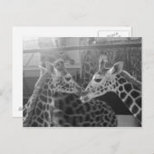 Giraffe-Liebe Postkarte (Vorne/Hinten)