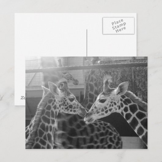 Giraffe-Liebe Postkarte (Vorne/Hinten)