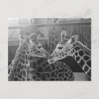 Giraffe-Liebe Postkarte