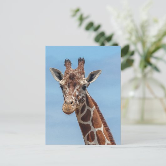 Giraffe Looking Right At Postkarte (Stehend Vorderseite)