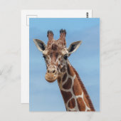 Giraffe Looking Right At Postkarte (Vorne/Hinten)