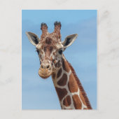 Giraffe Looking Right At Postkarte (Vorderseite)