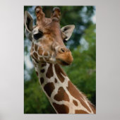 Giraffe Lovers Art Print Geschenke Poster (Vorne)