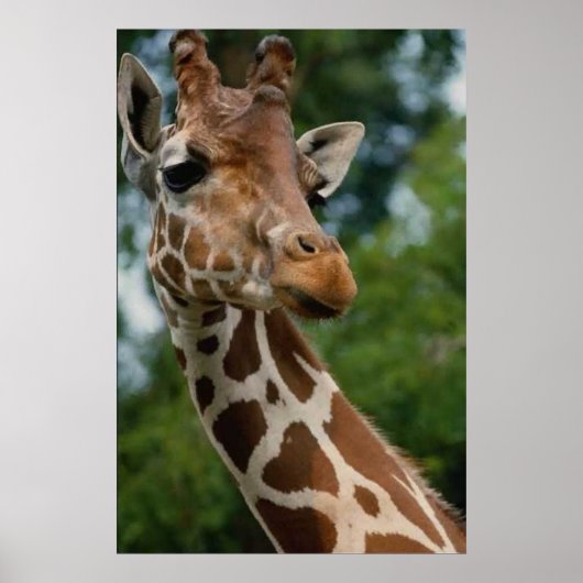 Giraffe Lovers Art Print Geschenke Poster (Vorne)