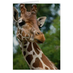 Giraffe Lovers Kunstgeschenke