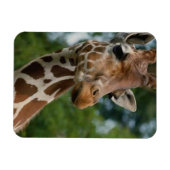 Giraffe Lovers Wildlife Magnet (Horizontal)