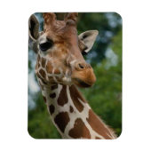 Giraffe Lovers Wildlife Magnet (Vertikal)